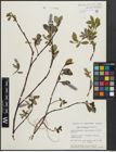 Foto von Salix arctophila Cockerell ex A. Heller